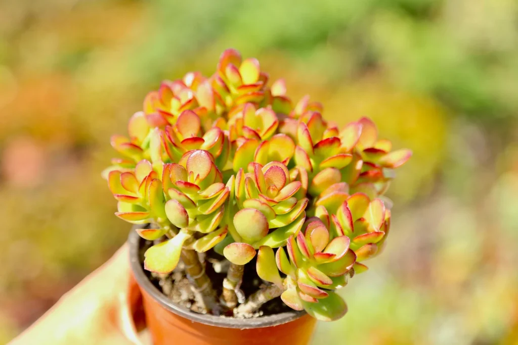 Jade Crassula Ovata Succulents For Beginners Jade crassula ovata succulents for beginners beginners
