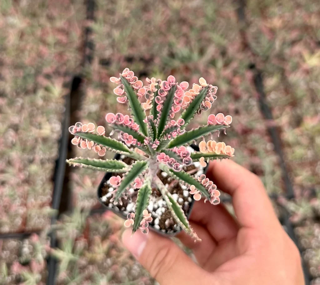 Kalanchoe Butterflies Kalanchoe butterflies propagate succulents