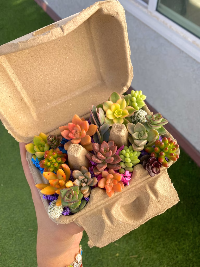 Succulent Cuttings In Egg Carton Succulent cuttings in egg carton propagate succulents