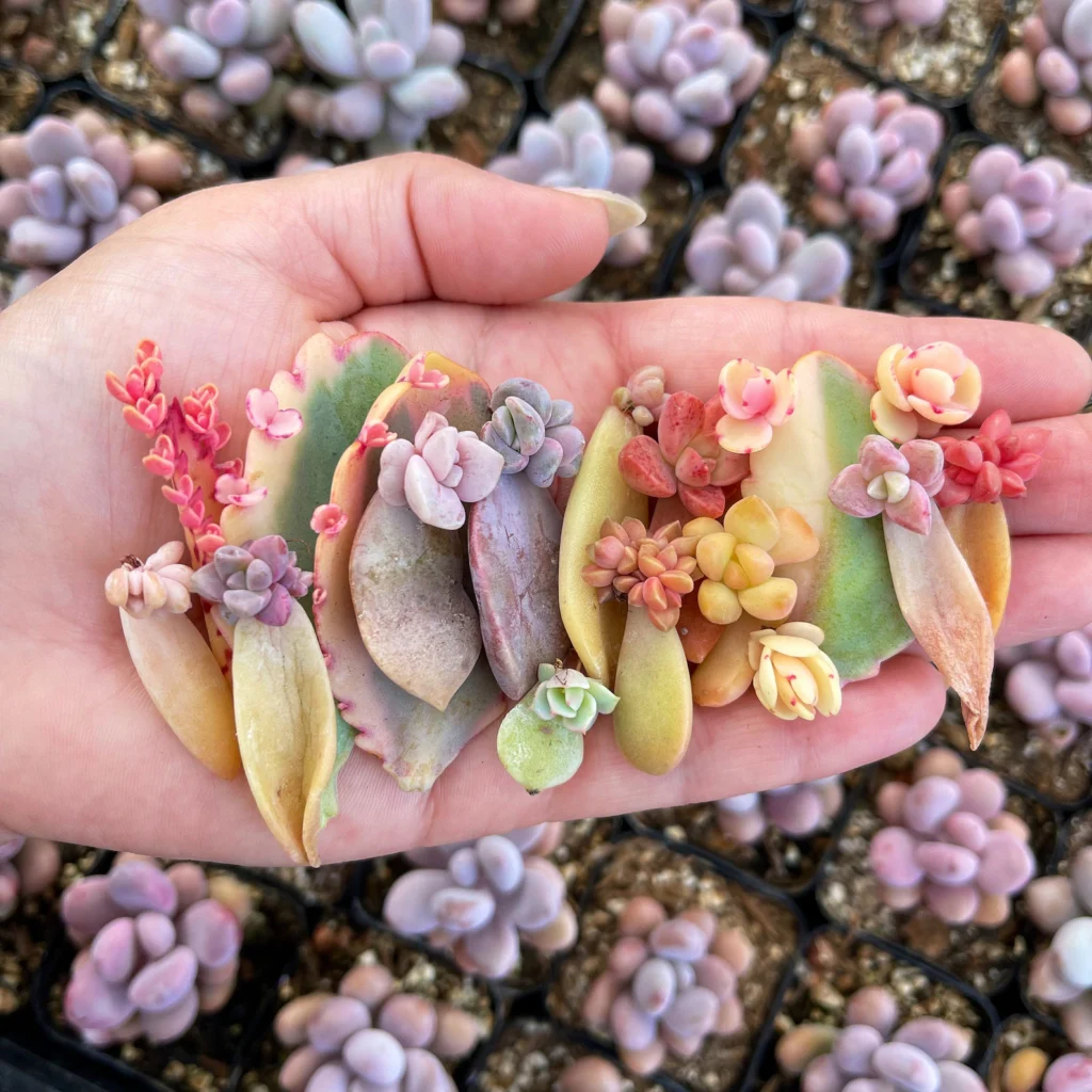 Succulent Leaves For Propagation Propagate succulents with just their leaves
