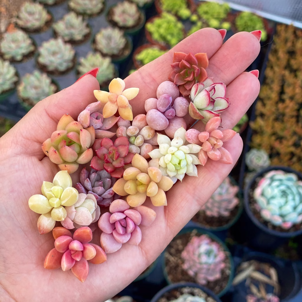 Tiny Succulent Babies Tiny succulent babies propagate succulents