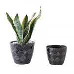 70% off UooMay Ceramic Succulent Pots until Jan 17 reg34.99 https://amzn.to/38NdqKi